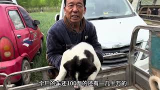 俄罗斯猎狼犬中亚牧羊犬