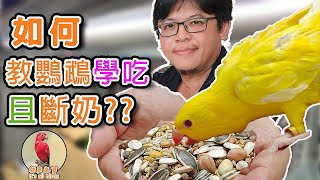 【Parrot Feeding Teaching】How to teach parrot chicks to learn to eat and whether to wean?