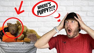 WE LOST OUR PUPPY
