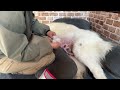 【命のはじまり】アリエッティの出産❤️注 苦手な方は閲覧に注意してください【great pyrenees】