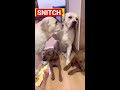 funny snitches get stitches 🤣🤣🤣 shorts labradorretriever video