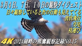 【クマタカ観察ダイジェスト、枝運びに交尾に波状飛行など 】2024年湖畔のクマタカ観察記録No.15