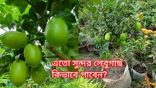 একটি গাছ দিয়েই সারাবছর লেবুর চাহিদা পুরণ করুন।#লেবু #গাছ #ফল #চারা #lemon