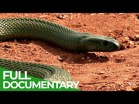 Most Venomous Wild Ones Episode 10 Free Documentary Nature