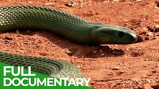 Most Venomous | Wild Ones | Episode 10 | Free Documentary Nature