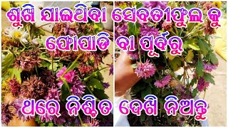 ଶୁଖି ଯାଇଥିବା ସେବତୀ ଫୁଲ ର ଏହିପରି ବ୍ୟବହାର ଆଗରୁ ଜାଣି ନଥିବେ//How To Use Dry Chrysanthemum Flower//2023