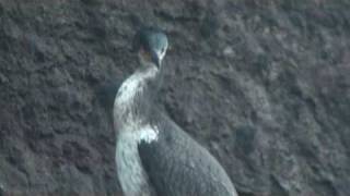 ウミウ巣立ち Japanese Cormorant