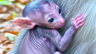 Monkey Mania: Twin Babies Battle it Out in the First Steps Challenge, Adorable Babies