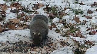 look so sweet squirrel cute.