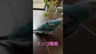 インコ隊長★豆苗食べて膨らむ