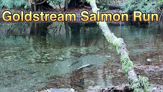 Salmon Run Goldstream Provincial Park Vancouver Island.