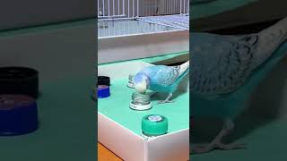 セキセイインコ　ペットボトルのキャップで簡単フォージング#shorts