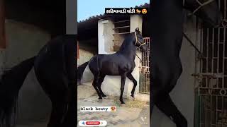 kathiyawadi horse dance 🐎| કાઠિયાવાડી ઘોડી 😍| horse na status jova mate subscribe karo| #village