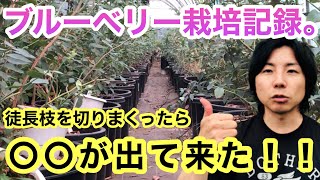 《岩手県》ブルーベリーの徒長枝を切ったら○○が出てきた！