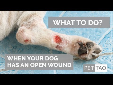 How to Treat an Open Wound on a Dog - PET | TAO Pet School How to Treat an Open Wound on a Dog - PET | TAO Pet School