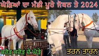 ਘੋੜਿਆਂ ਦੀ ਮੰਡੀ ਤਰਨ ਤਾਰਨ 2024 | Tarn Taran Horse Mandi 2024 |