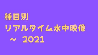 リアルタイム水中 男子100M背泳ぎ