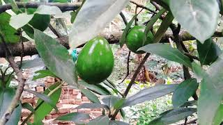 അവക്കാഡോ/ AVACADO/BUTTER FROUIT/