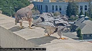 3-20-22 Grinnell Confronts Another Juvenile Female