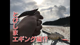 絶対釣りたいアオリイカ🦑とびしま海道編❗️