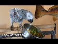 parrot throws food bowl on the floor and smiles about it tantrum about her food punk