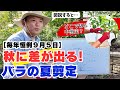 バラの夏剪定（中剪定）とは？秋に咲かせる大切な作業。