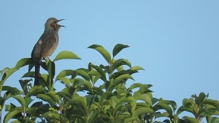 ヒヨドリBrown-eared Bulbul の鳴き声。2015/10/12