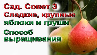 Способ получить крупные и сладкие яблоки и груши.