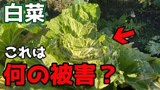 【白菜】謎の食べられ方...これは何の被害なんですか？【家庭菜園】