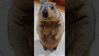 Calm face of marmot #marmot #groundhog #capybara