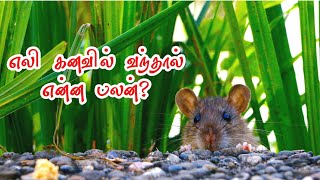 எலியை கனவில் கண்டால் | எலி கனவில் வந்தால் | eli kanavil vanthal | kanavu palangal in tamil