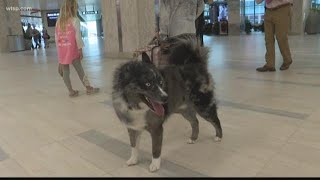 Fake certificates for service animals causing a lot of problems, concerns