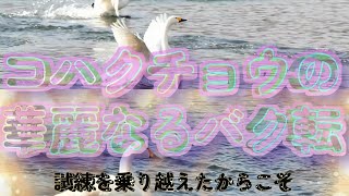 コハクチョウの華麗なるバク転と普通の水浴び、滑走、集合の合図「見てね♪」