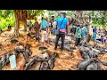 Rural African market day in Aklakou village Togo west Africa 🌍. Cost of living in my village.