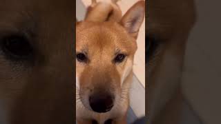 ちょっとずつ近くにくるツンデレ柴犬♡#shorts #柴犬との暮らし #shiba#柴犬