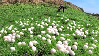 Best hand fishing - a farmer pick duck eggs in river pick a lot of by best hand