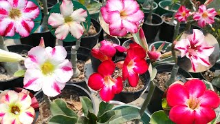 Single Petal Adenium | Desert Rose Flower | Adenium Single Petal