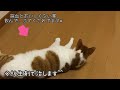 【多頭飼い】 猫エイズ陽性の子と隔離なしで暮らす