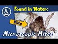 🔬 122 - Where you can find microscopic MITES  | Microscope video