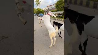 Bakra lari bado badi #shorts #interesting #funny #trending #viral