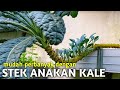 CARA CEPAT MEMPERBANYAK KALE TANPA DRAMA | How to plant kale from cuttings