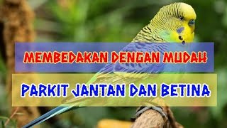 Cara Mudah Membedakan Parkit Jantan Dan Parkit Betina