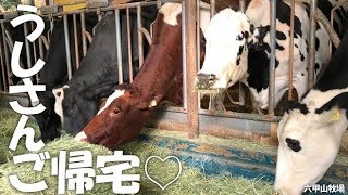 おうちに帰るうしさん【六甲山牧場】お行儀よく牛舎に帰るうしさんたち