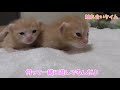 【子猫の成長記録】プルプル震えながらも歩き出した子猫 生後15日目