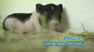 [Clip] Animal speak [by Mahidol] หมูจิ๋วที่น่ารักน่าเลี้ยง พอโตขึ้นตัวขนาดเท่าไรกันนะ