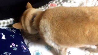 おやつをソファに隠そうとする柴犬どんぐり Shiba Inu Donguri to try to hide the snack to dig a hole in the sofa