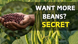 How to Grow Rosecoco Beans: A Step-by-Step Guide | Beans Farming in Kenya 2025