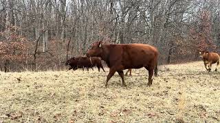 Judy cattle drive with red missiles running down the ridge to new grass.