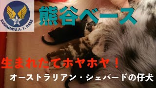 産まれたてホヤホヤ！オーストラリアン・シェパード仔犬