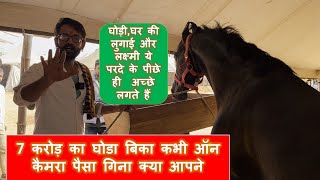 7करोड़ का घोडा बिका कभी ऑन कैमरा पैसा गिना क्या आपने|घोड़ी,घर की लुगाई और लक्ष्मी ये परदे के पीछे ही..